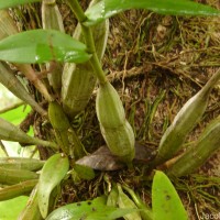 Dendrobium anosmum Lindl.